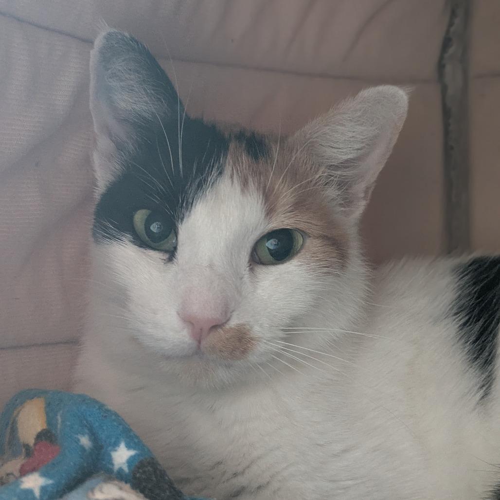 Enlarge Mancha, a Adoptable Domestic Short Hair in South Burlington, VT image 1/2