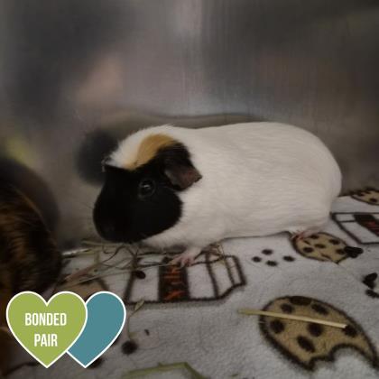 Enlarge Snowy, an adopted Guinea Pig in Sacramento, CA image 1/2