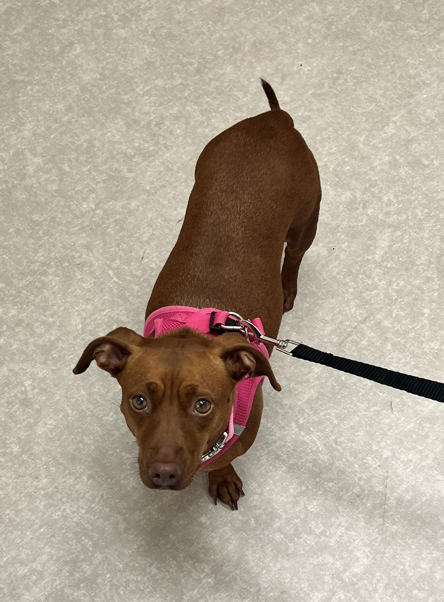 Lulu8 (Bonded with Lili), Adoptable, Young Female Dachshund.