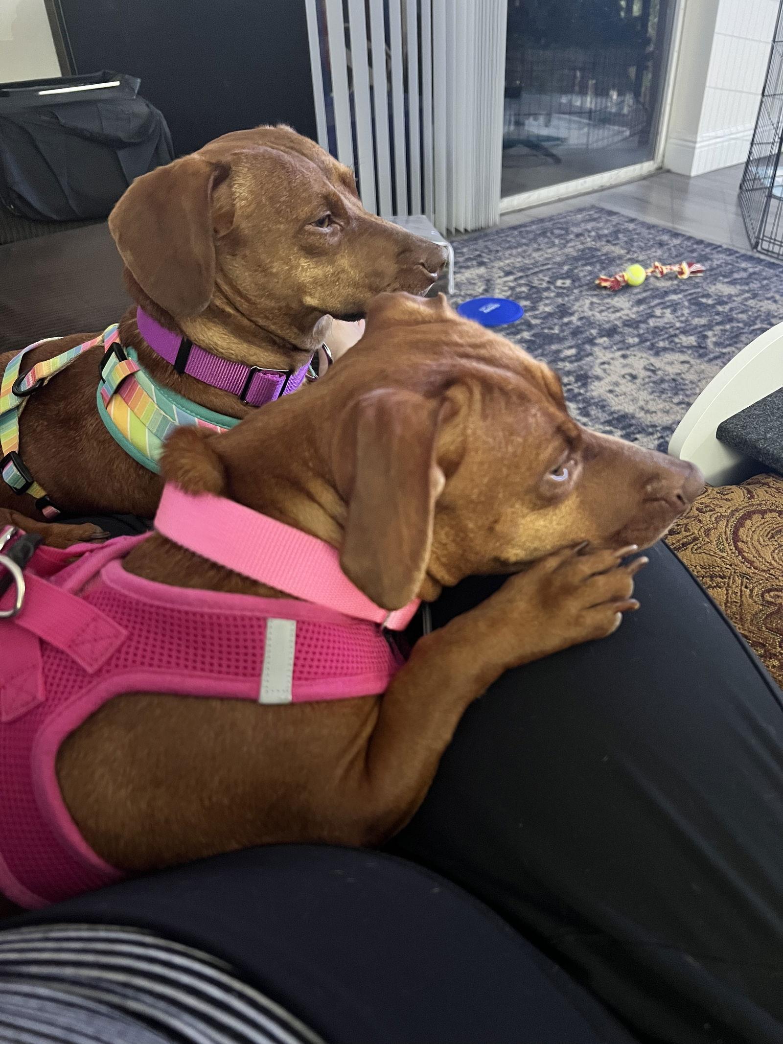 Enlarge Lulu8 (Bonded with Lili), a Adoptable Dachshund in Coral Springs, FL image 2/3