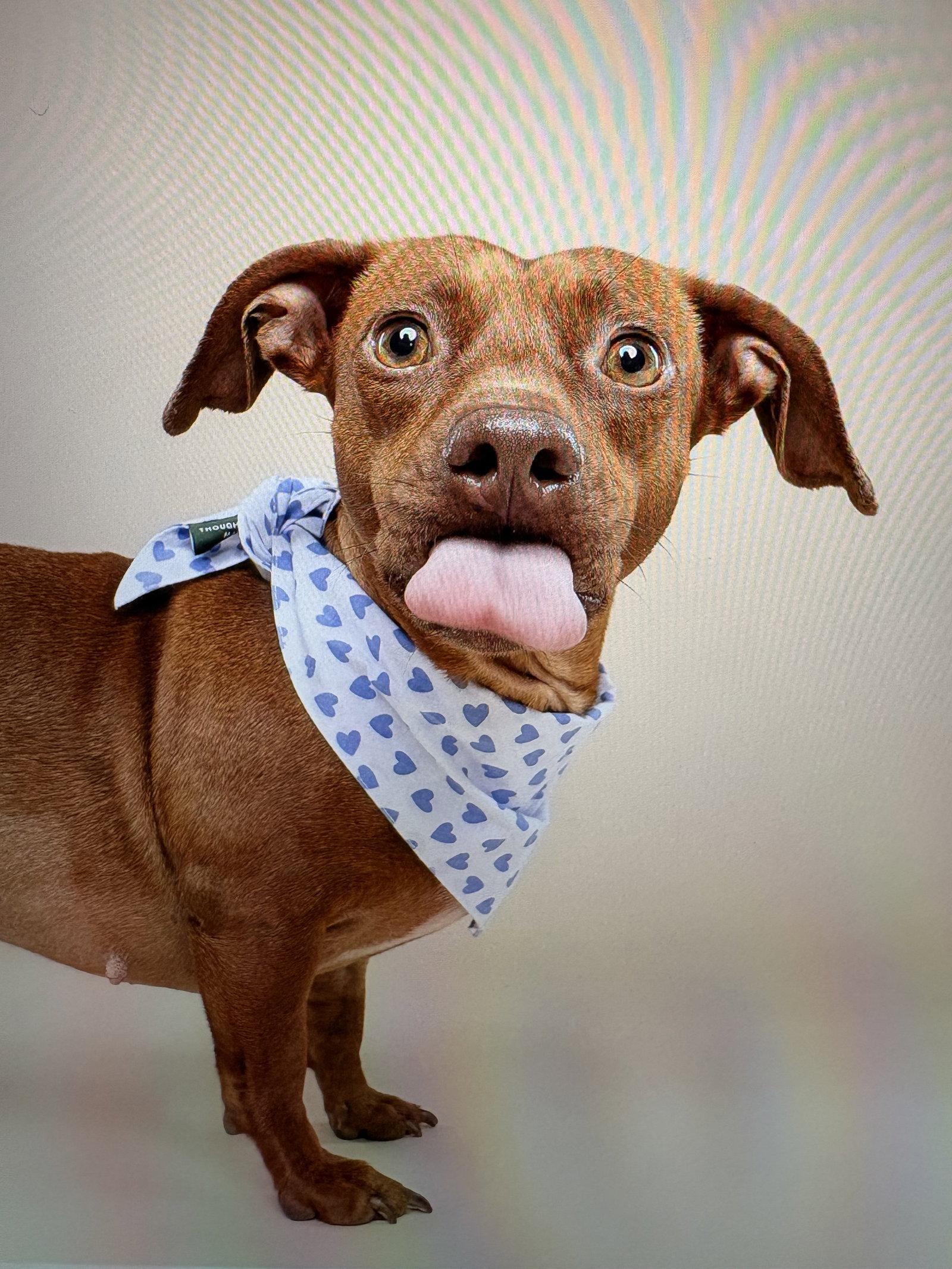 Lulu8, Adoptable, Young Female Dachshund.