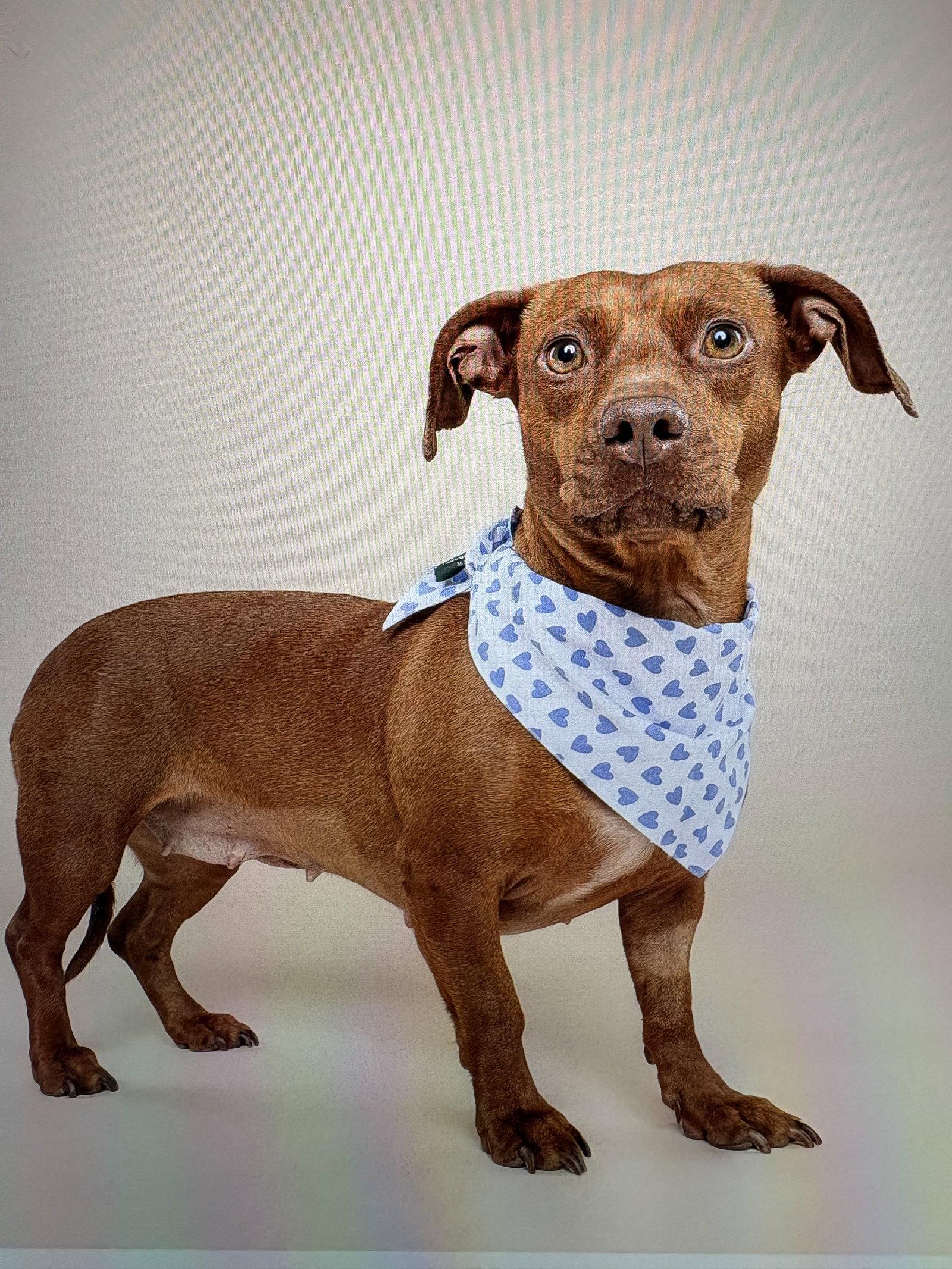 Enlarge Lulu8, a Adoptable Dachshund in Coral Springs, FL image 2/3