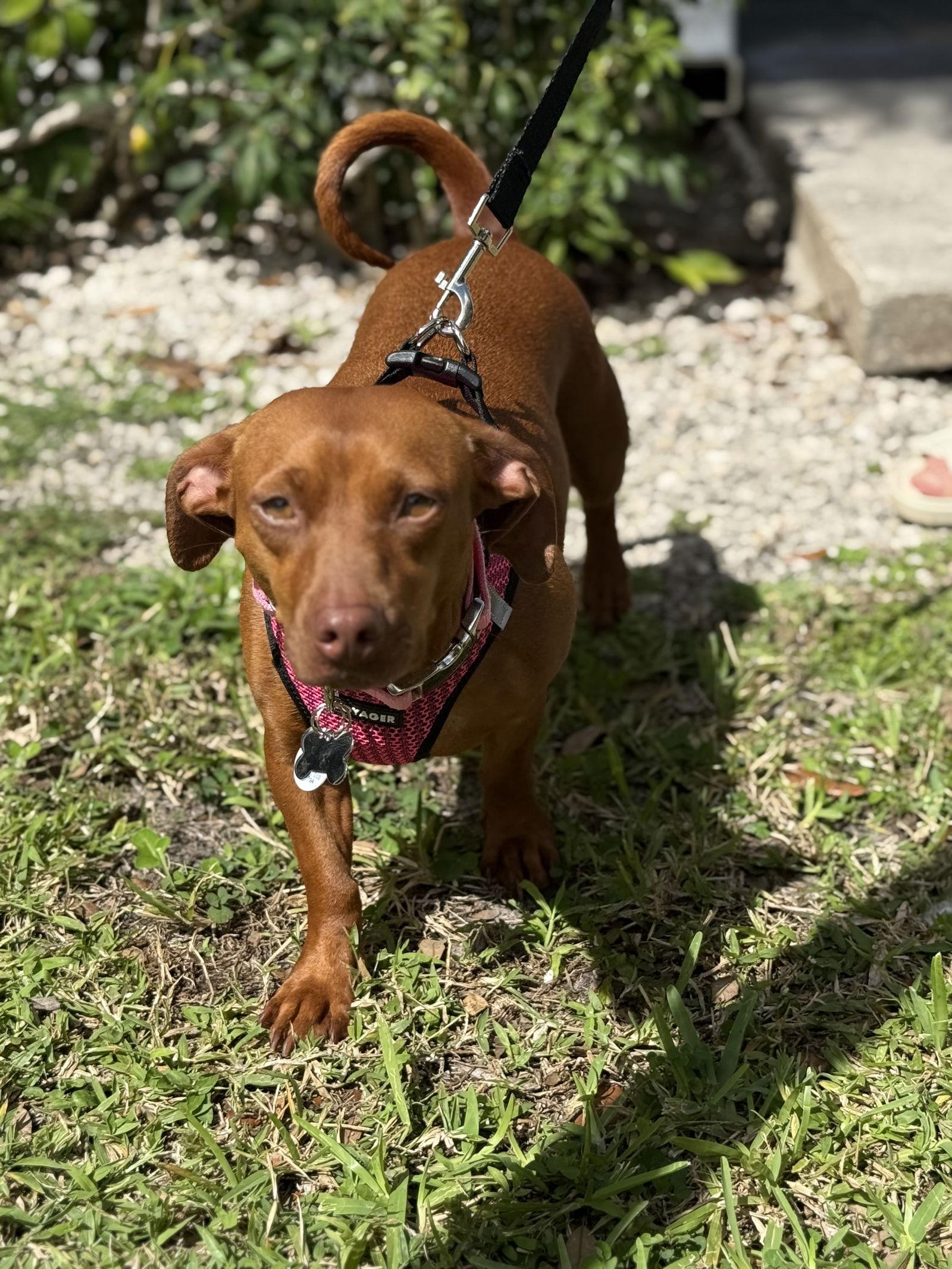 Enlarge Lulu8 (Bonded with Lili), a Adoptable Dachshund in Coral Springs, FL image 3/3