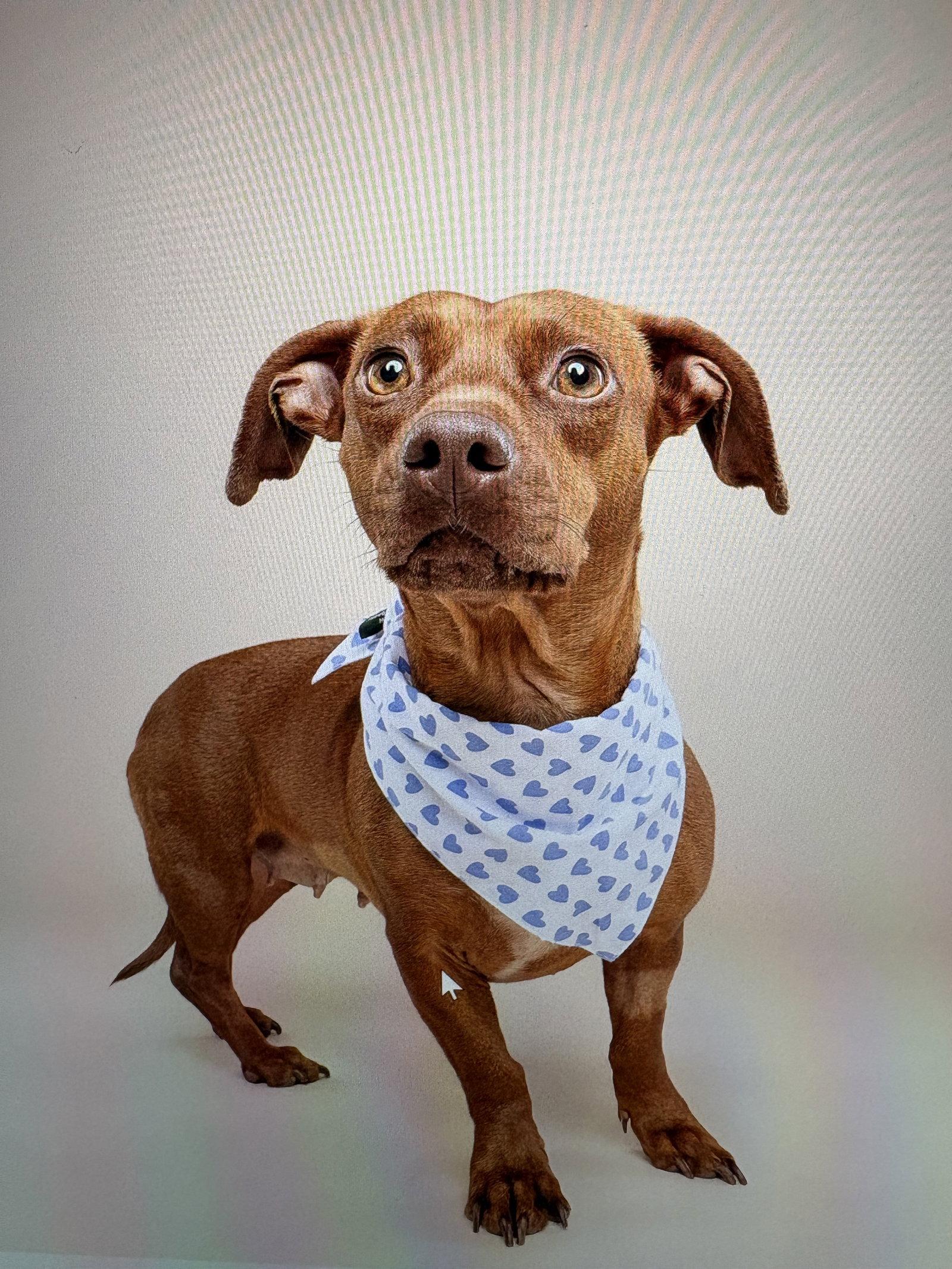 Enlarge Lulu8, a Adoptable Dachshund in Coral Springs, FL image 3/3