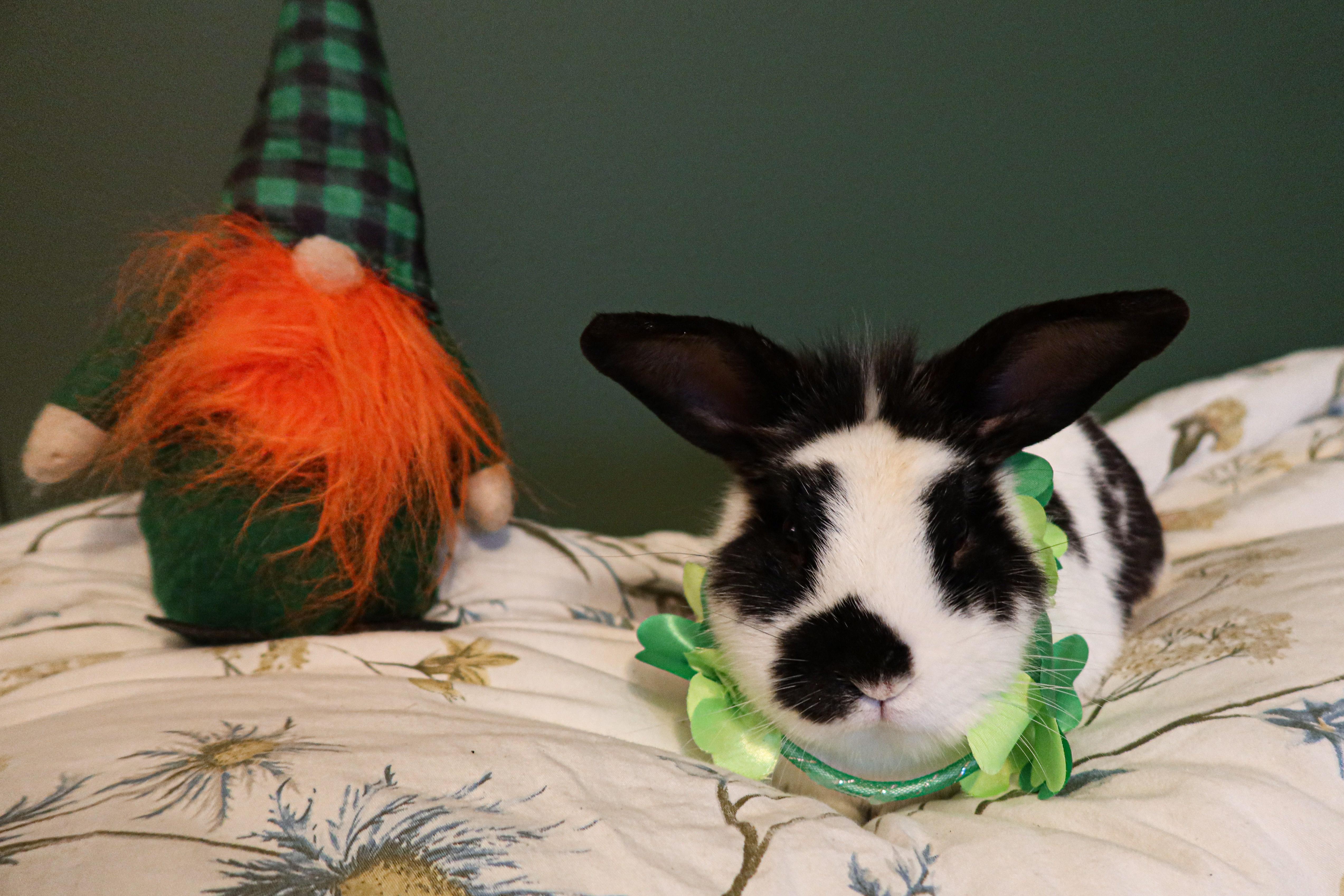 Houndstooth photo 3