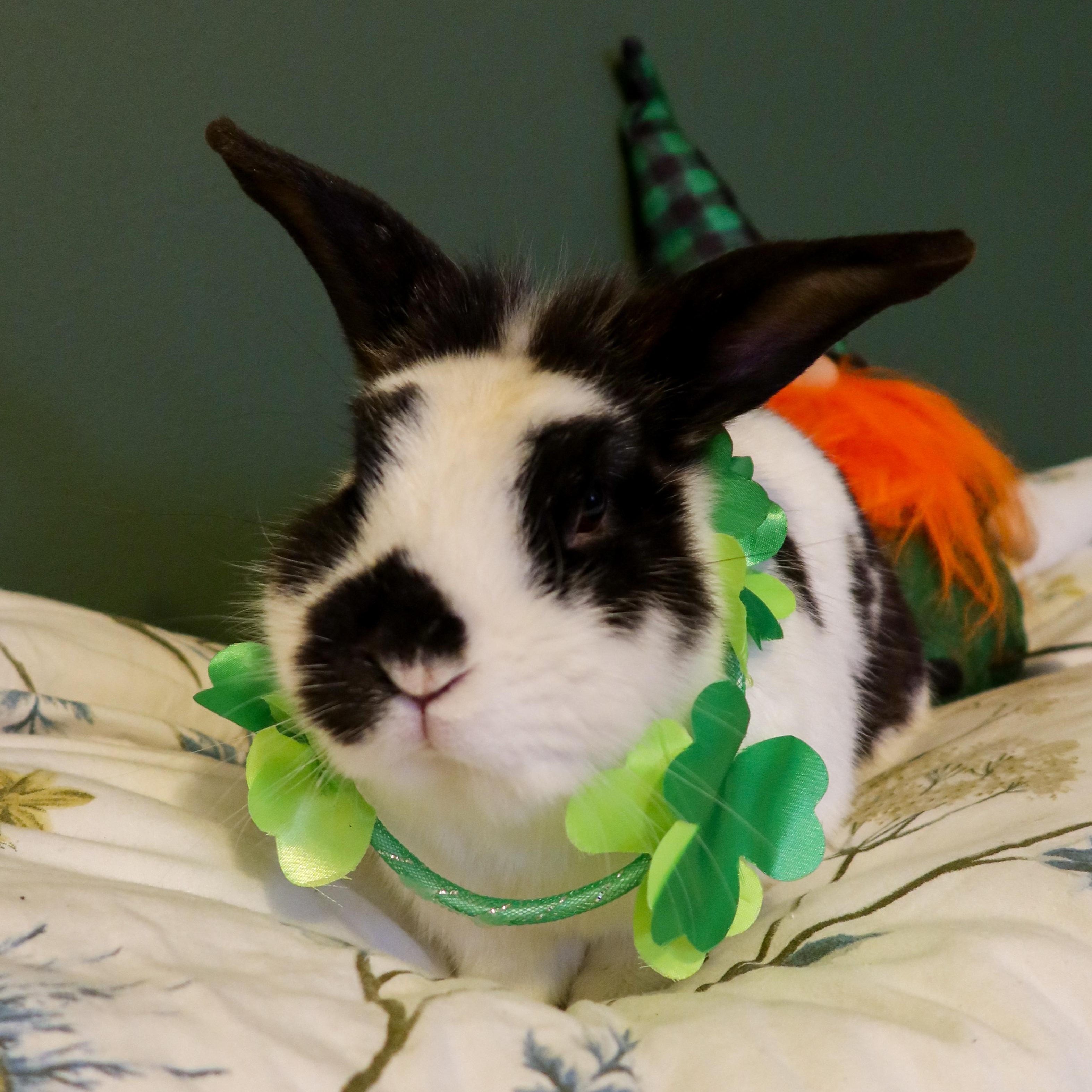 Houndstooth, Adult Male Bunny Rabbit