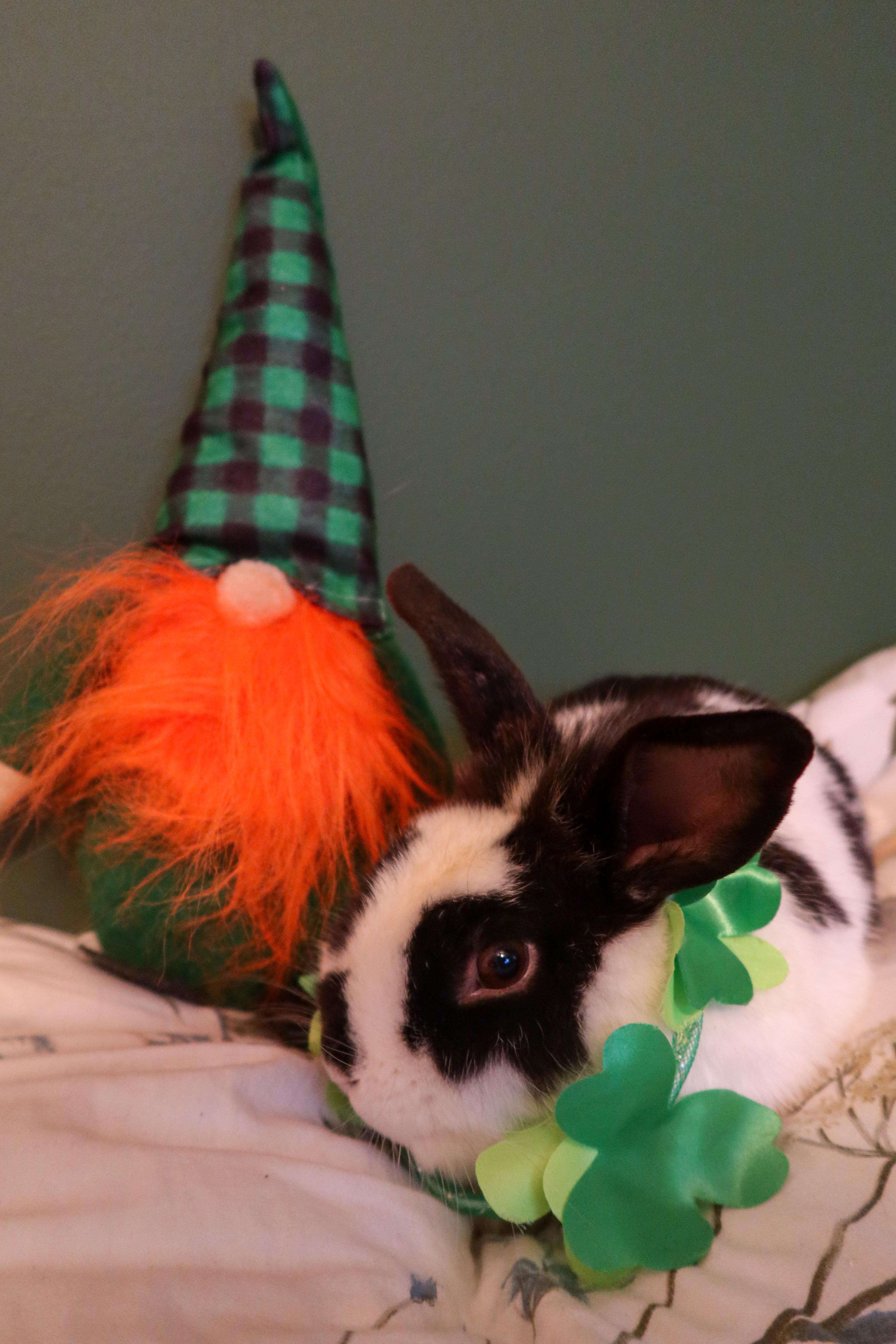 Houndstooth photo 5