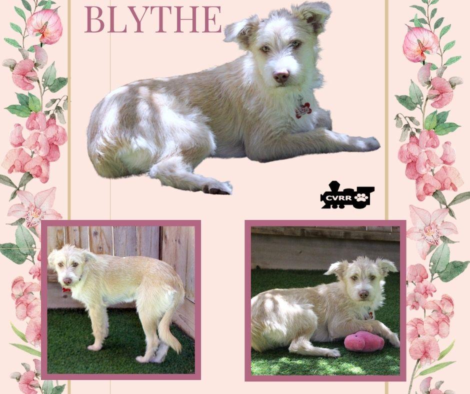Enlarge Blythe, a Adoptable mixed breed in LINDSAY, CA image 1/1