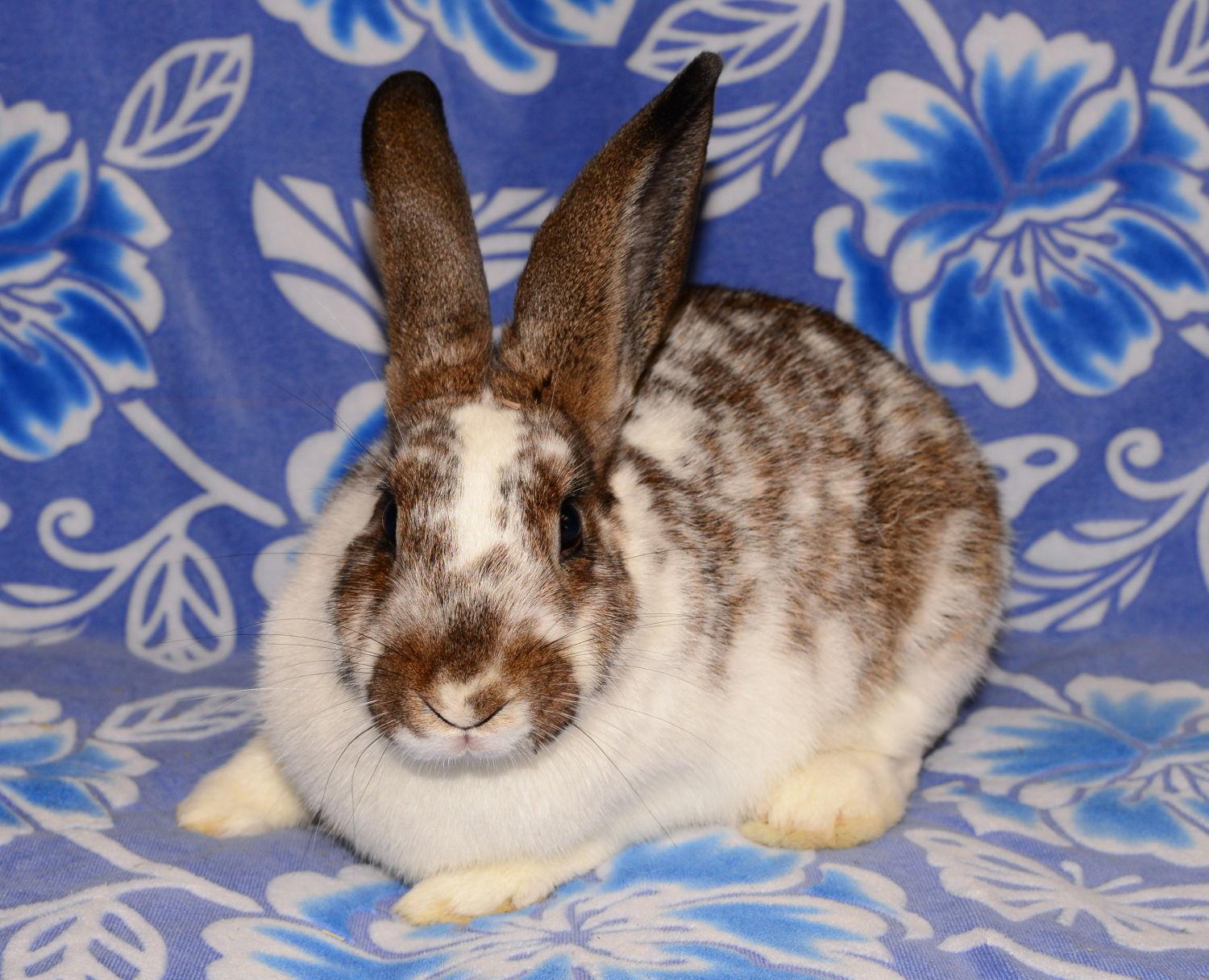 Enlarge Confetti, a Adoptable English Spot in Chesterfield, MO image 1/3