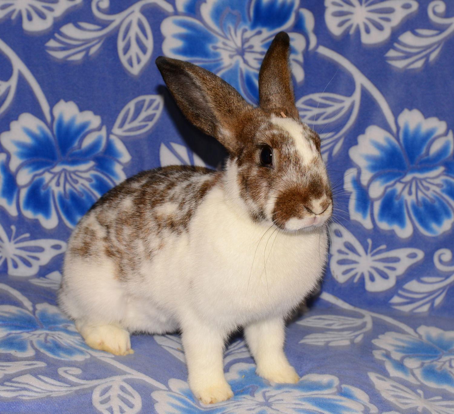 Enlarge Confetti, a Adoptable English Spot in Chesterfield, MO image 2/3