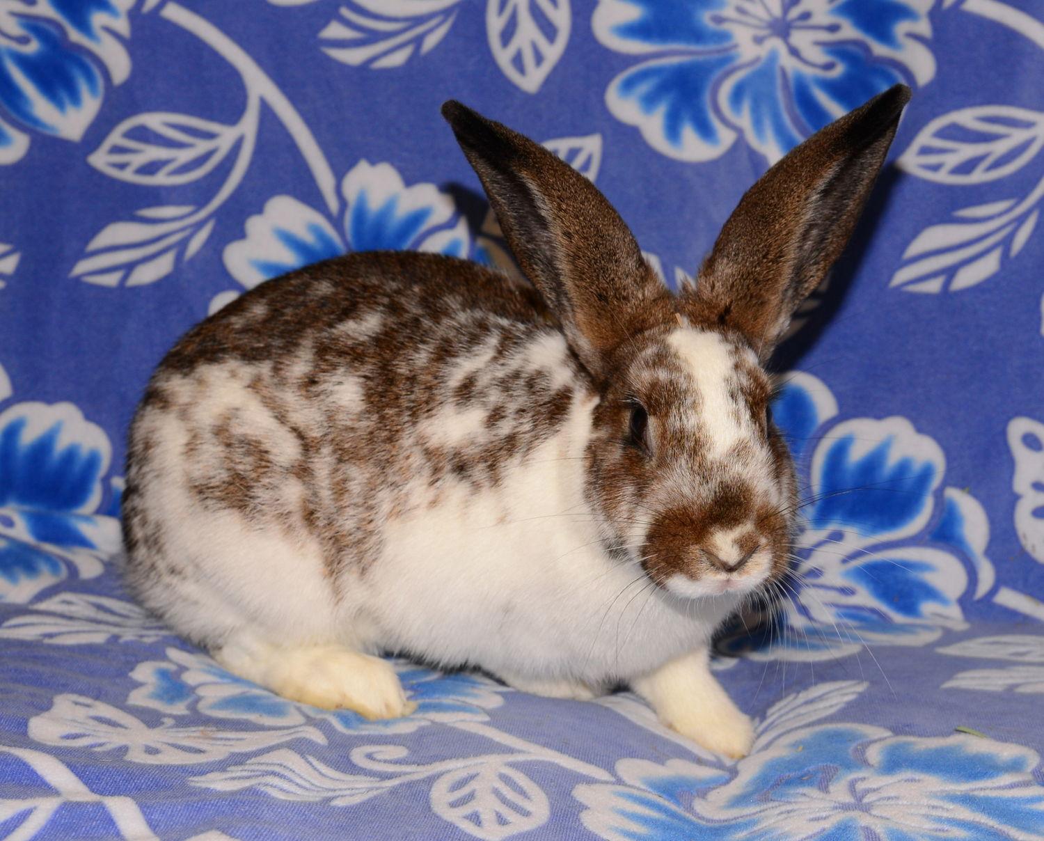 Enlarge Confetti, a Adoptable English Spot in Chesterfield, MO image 3/3