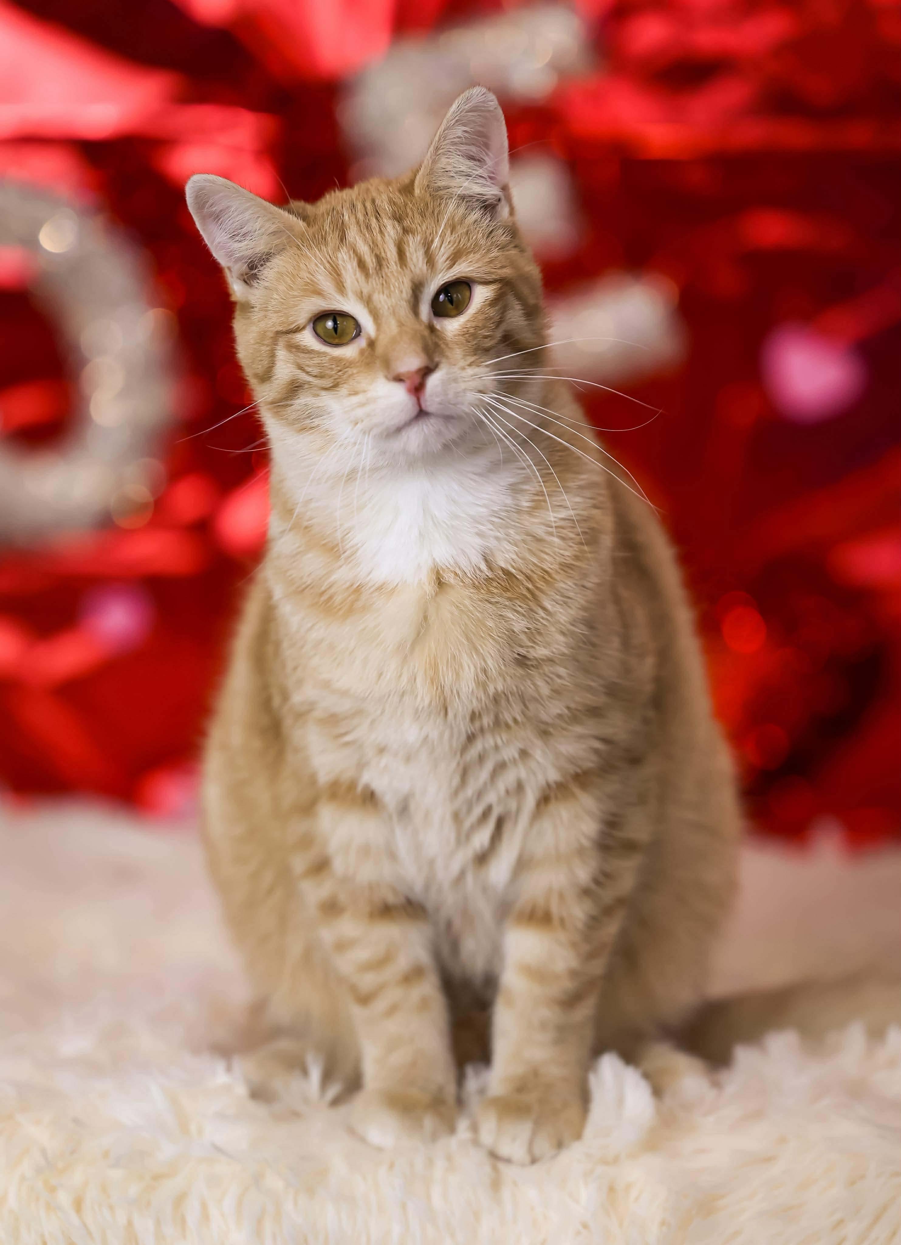 Enlarge Blush, a Adoptable Domestic Short Hair in Sioux Falls, SD image 2/3