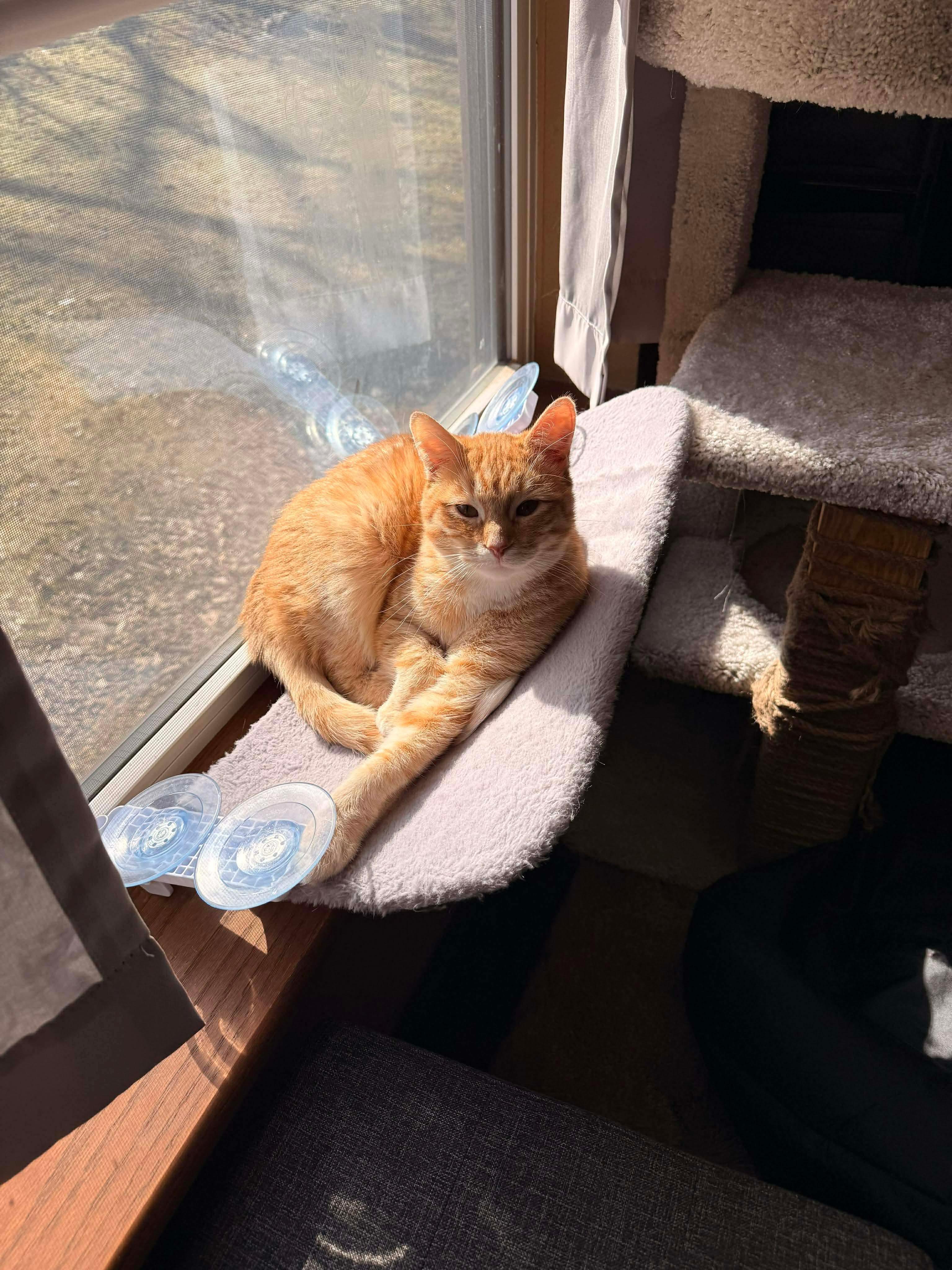 Enlarge Blush, a Adoptable Domestic Short Hair in Sioux Falls, SD image 2/2