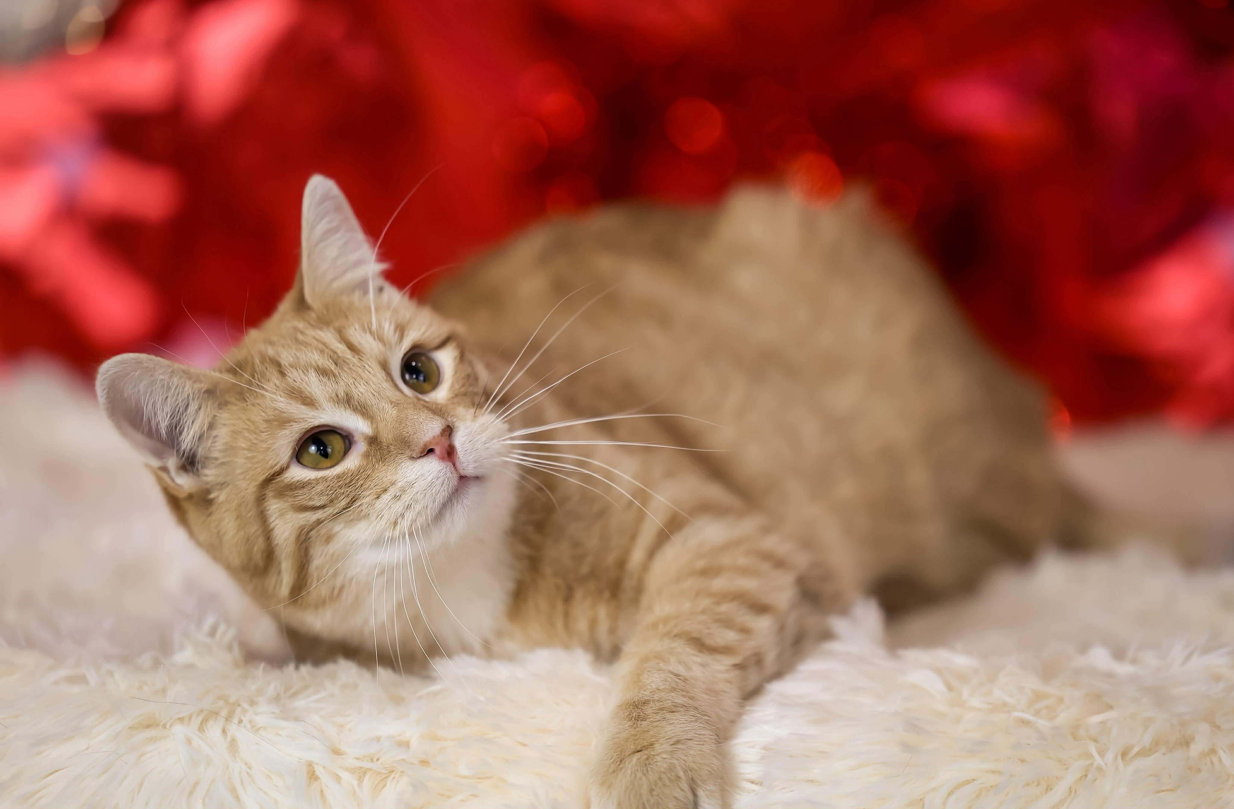 Blush, Adoptable, Young Male Domestic Short Hair.