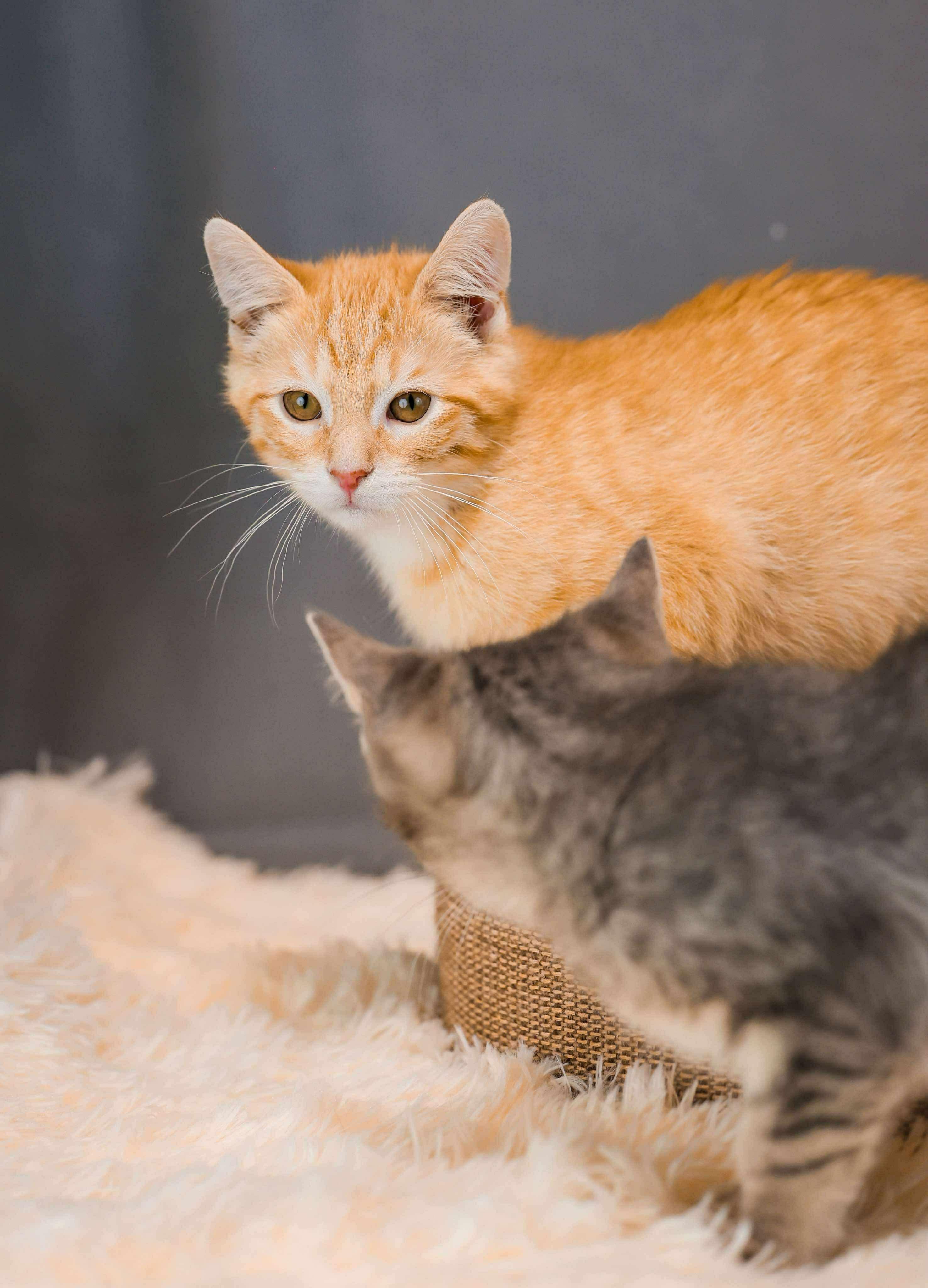 Enlarge Blush, a Adoptable Domestic Short Hair in Sioux Falls, SD image 2/2