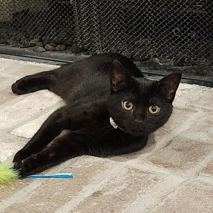 Aya, a Adoptable Domestic Short Hair in Auburn, AL image 1/6