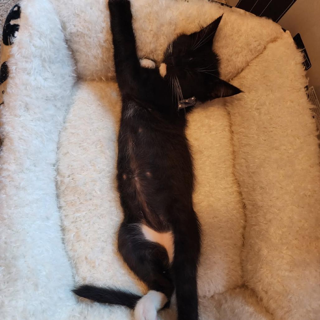 Aya, a Adoptable Domestic Short Hair in Auburn, AL image 4/6