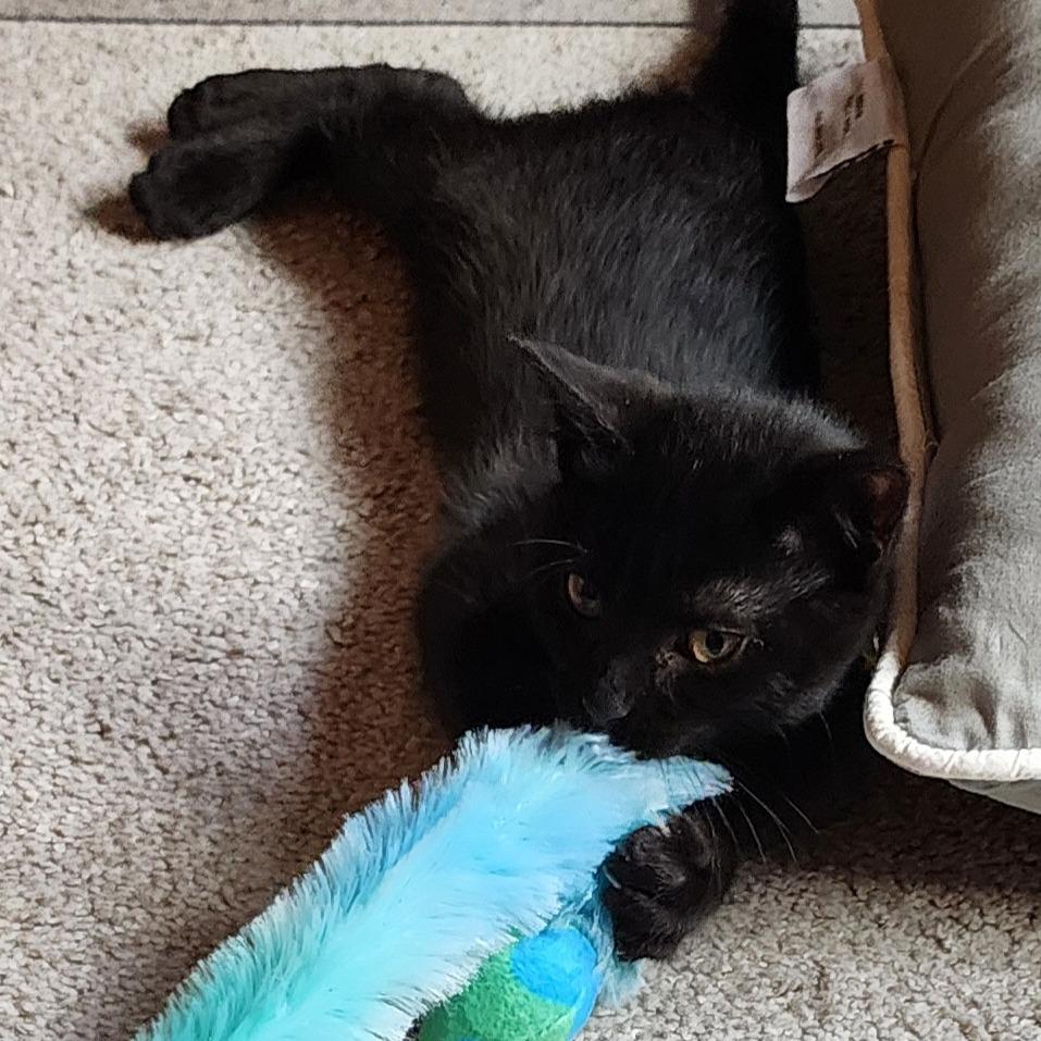 Aya, a Adoptable Domestic Short Hair in Auburn, AL image 5/6