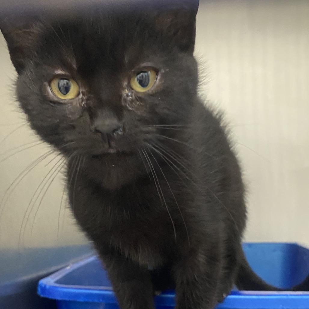 Aya, a Adoptable Domestic Short Hair in Auburn, AL image 6/6