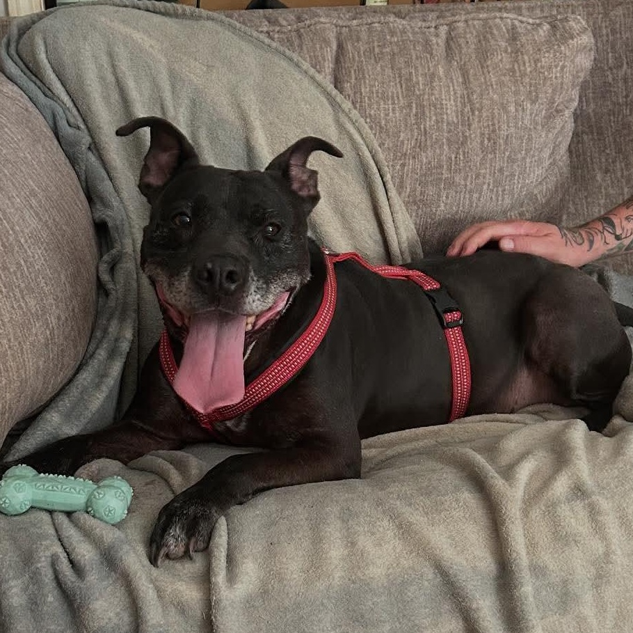 Dude, Adoptable, Senior Male Pit Bull Terrier.