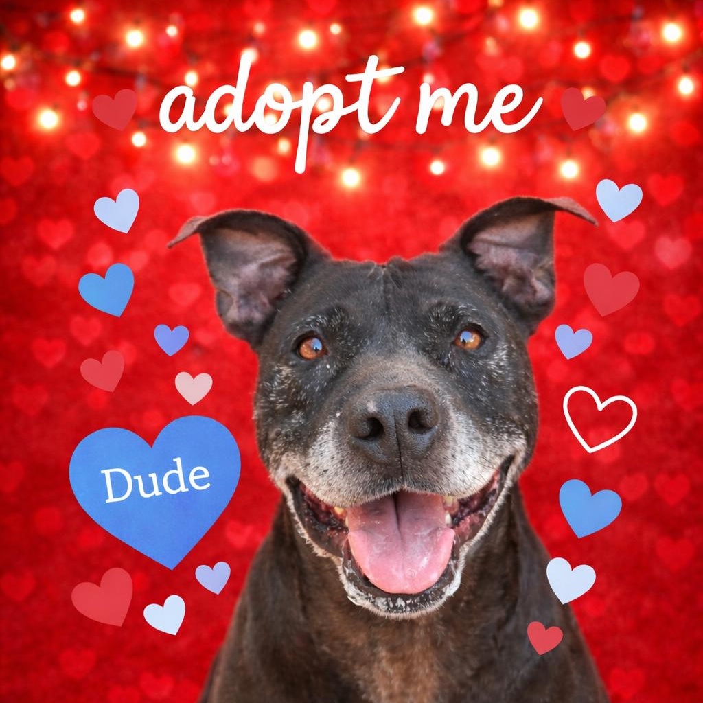 Enlarge Dude, a Adoptable Pit Bull Terrier in Powder Springs, GA image 1/2