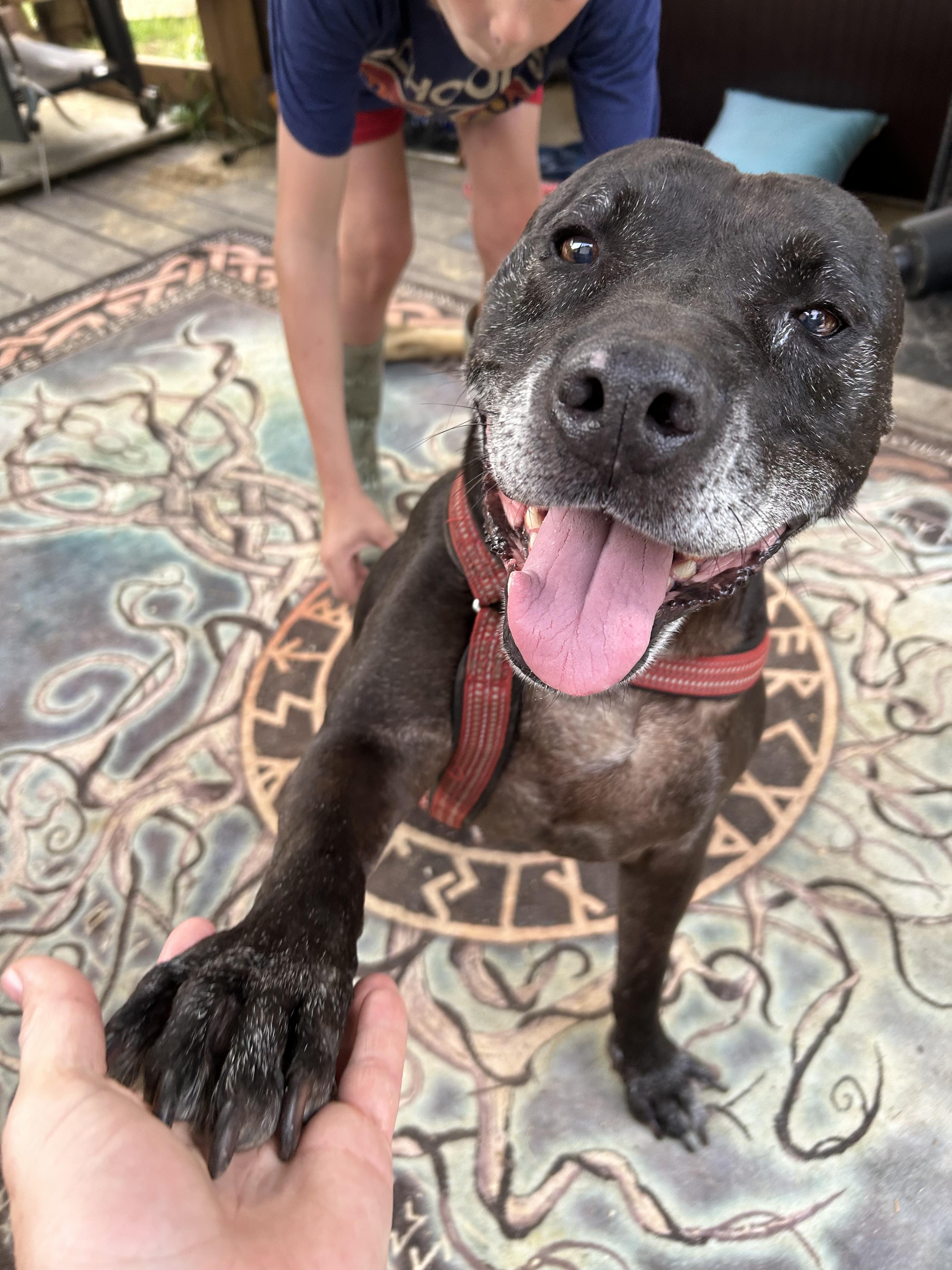 Dude, a Adoptable Pit Bull Terrier in Powder Springs, GA image 1/2