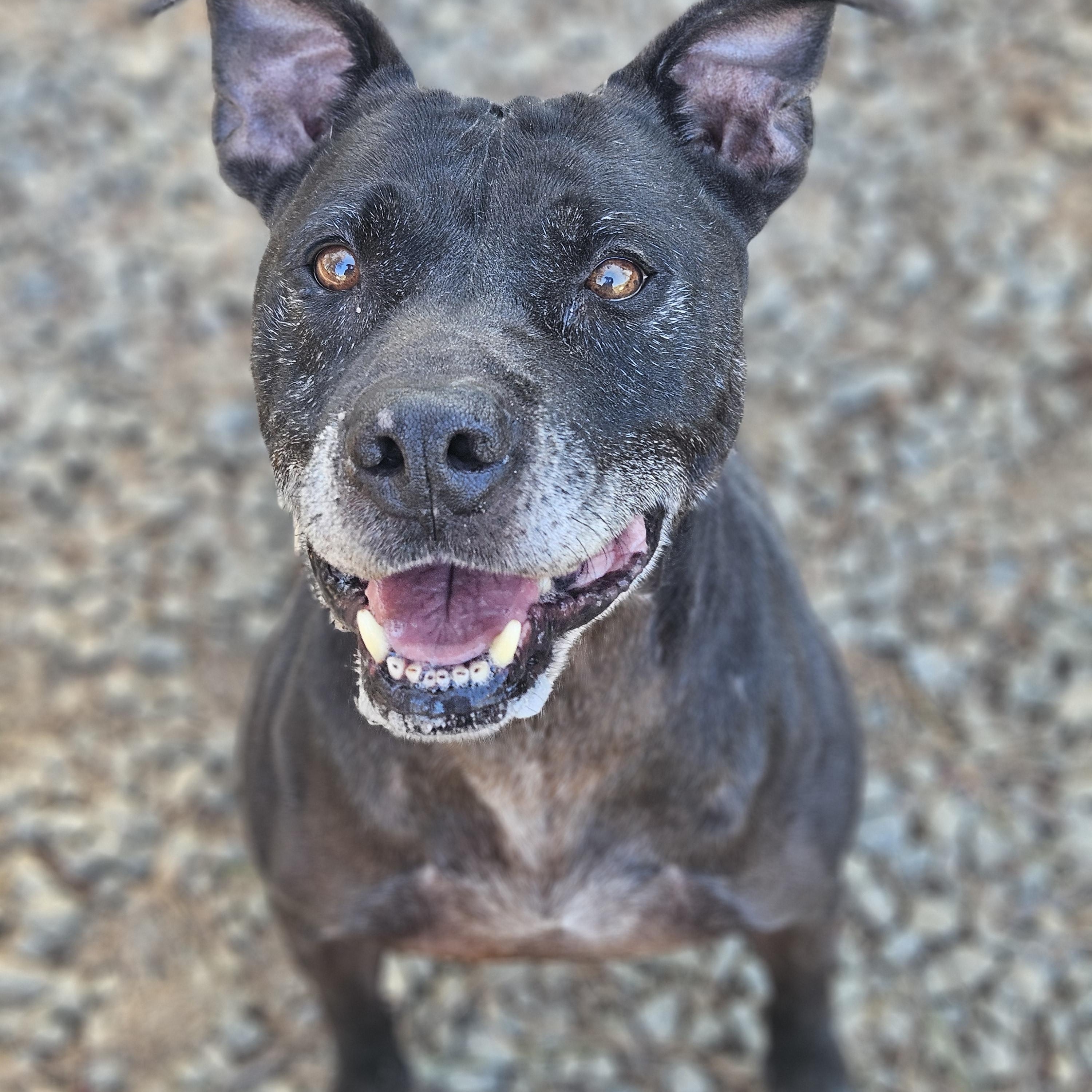 Enlarge Dude, a Adoptable Pit Bull Terrier in Powder Springs, GA image 1/1