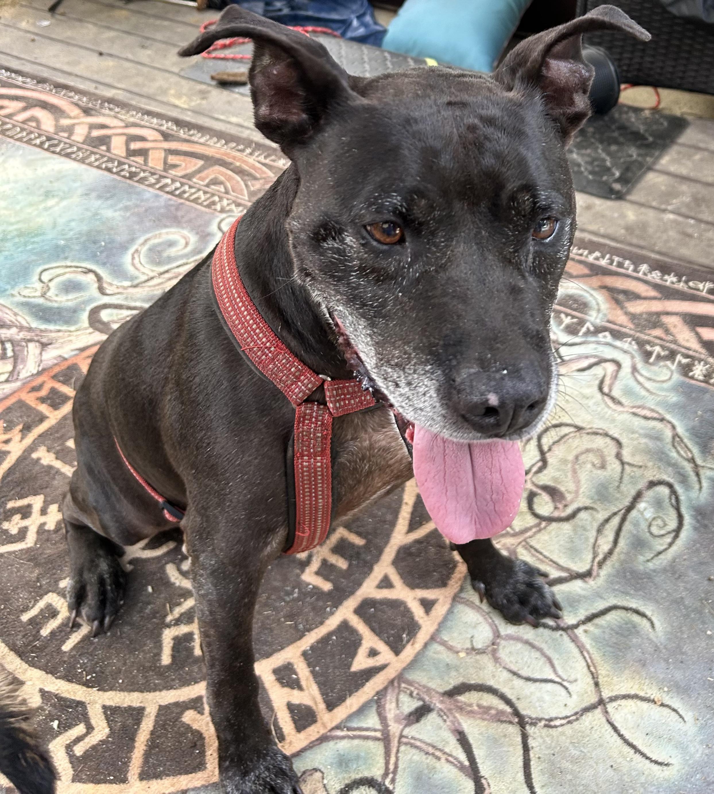 Dude, a Adoptable Pit Bull Terrier in Powder Springs, GA image 2/2