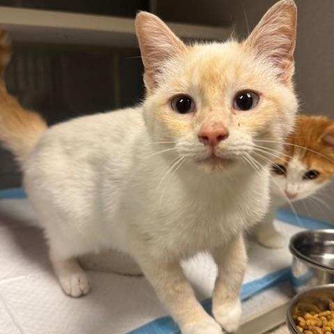 Enlarge Charmander, an adopted Siamese in Fredericksburg, VA image 2/2