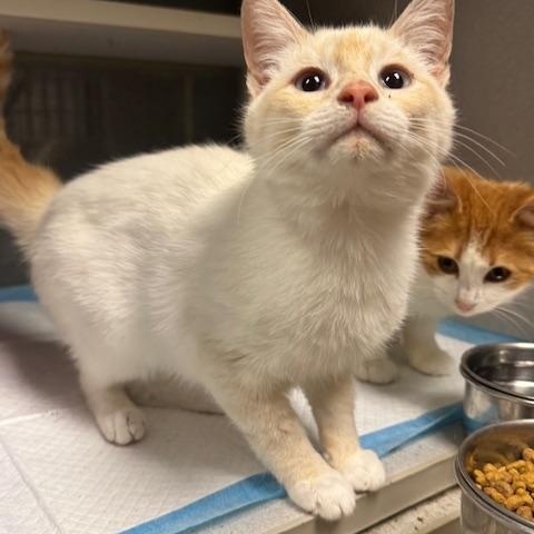 Charmander, adopted, Young Male Siamese.