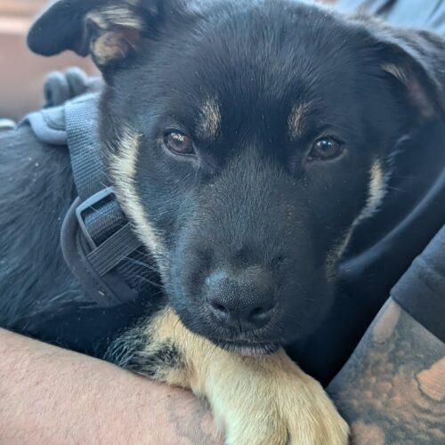 Bubba, a Adoptable mixed breed in Vienna, ON image 2/5