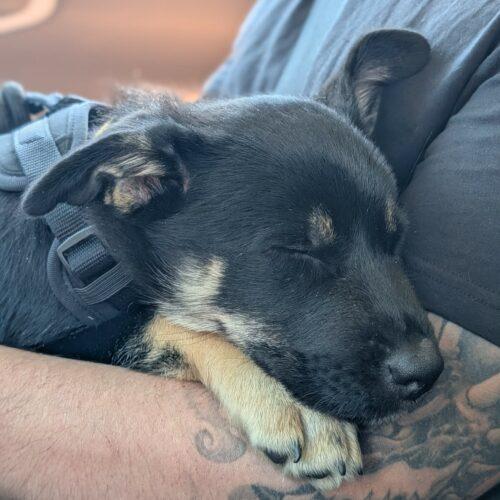 Bubba, a Adoptable mixed breed in Vienna, ON image 3/5