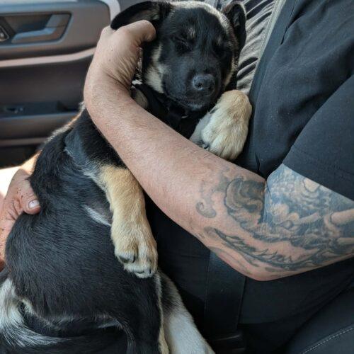 Bubba, a Adoptable mixed breed in Vienna, ON image 4/5