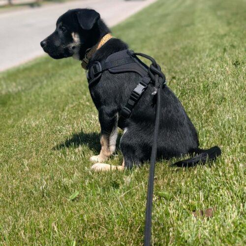 Bubba, a Adoptable mixed breed in Vienna, ON image 5/5