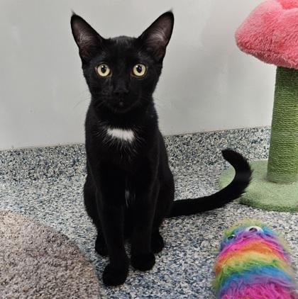 Noche (bonded with Hermosa), Adoptable, Kitten Male Domestic Medium Hair & Domestic Short Hair.