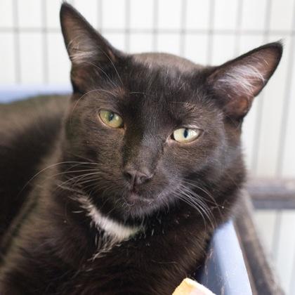 Enlarge Noche (bonded with Hermosa), a Adoptable mixed breed in Verona, WI image 2/3