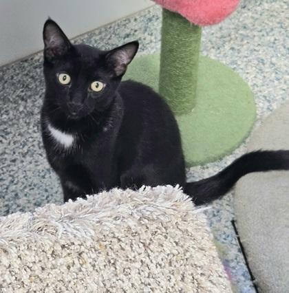 Enlarge Noche (bonded with Hermosa), a Adoptable mixed breed in Verona, WI image 3/3