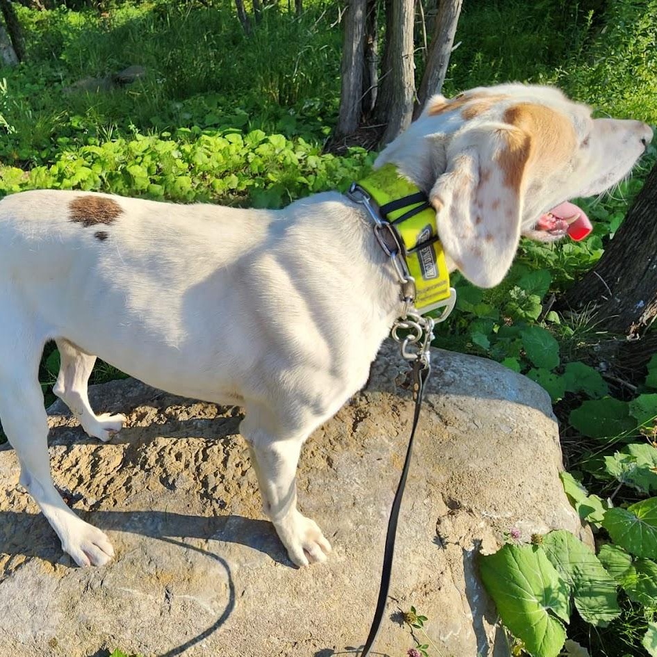 Enlarge BUSTER, a Adoptable mixed breed in Parry Sound, ON image 3/5
