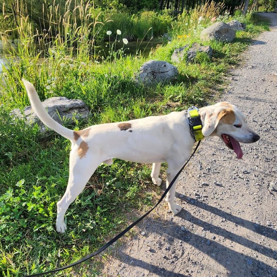 Enlarge BUSTER, a Adoptable mixed breed in Parry Sound, ON image 5/5
