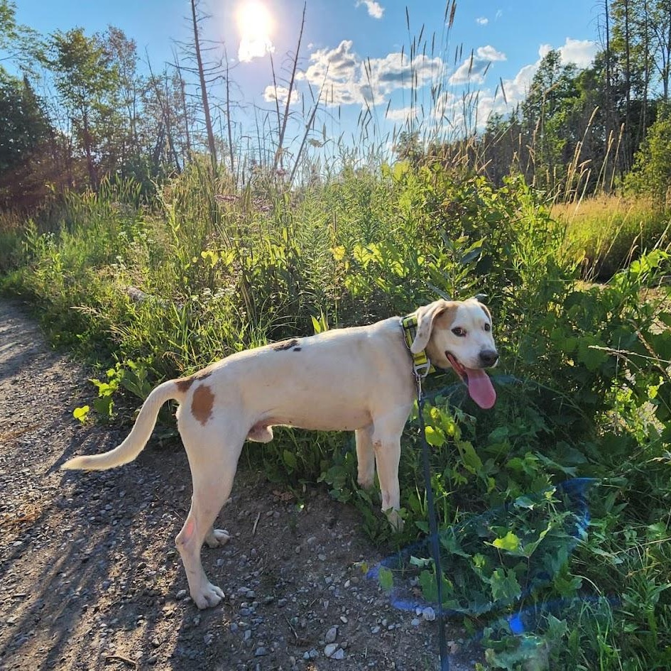 Enlarge BUSTER, a Adoptable mixed breed in Parry Sound, ON image 1/5
