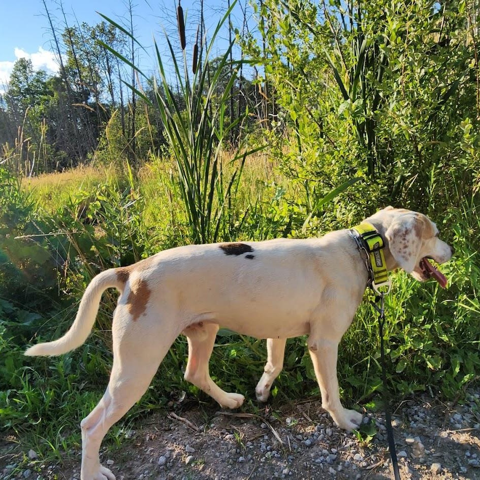 Enlarge BUSTER, a Adoptable mixed breed in Parry Sound, ON image 2/5