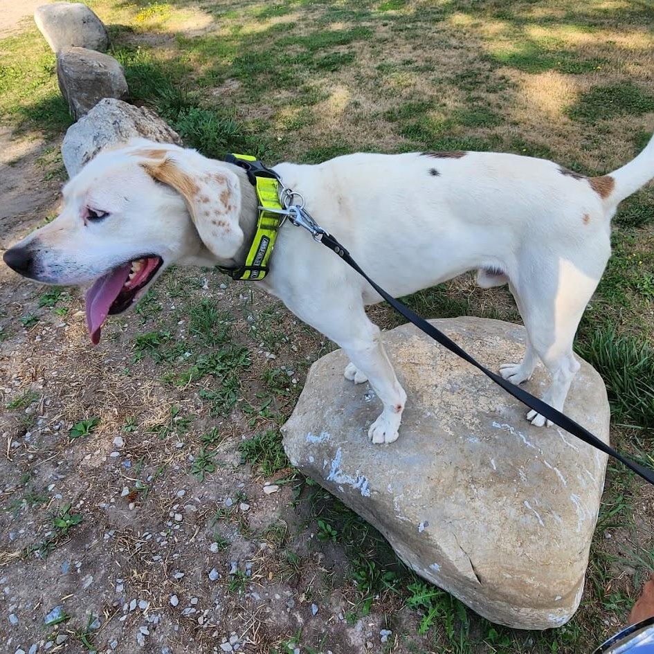 Enlarge BUSTER, a Adoptable mixed breed in Parry Sound, ON image 4/5