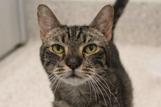 Enlarge ASHER*, a Adoptable Domestic Short Hair in Tucson, AZ image 1/1