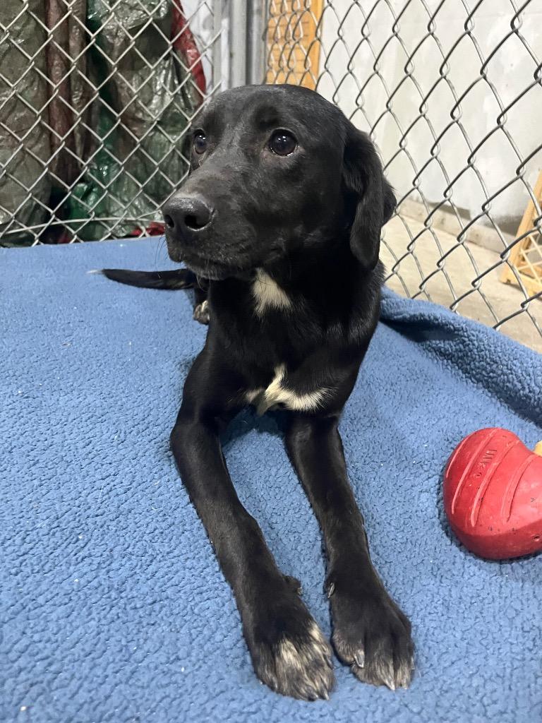 Cera, Adoptable, Young Female Labrador Retriever & Mixed Breed.