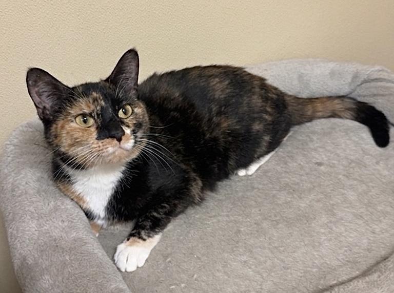 Viola, ADOPTABLE, Adult Female Domestic Short Hair.