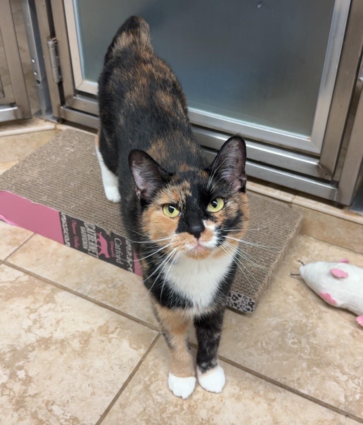 Enlarge Viola, a Adoptable Domestic Short Hair in Kearneysville, WV image 4/4