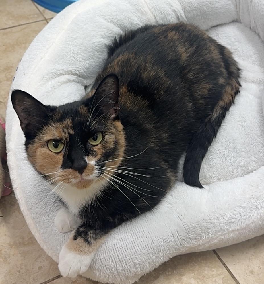 Enlarge Viola, a Adoptable Domestic Short Hair in Kearneysville, WV image 3/4