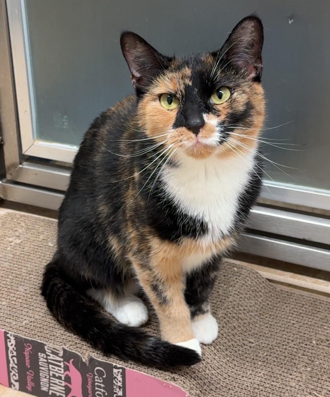 Viola, Adoptable, Adult Female Domestic Short Hair.