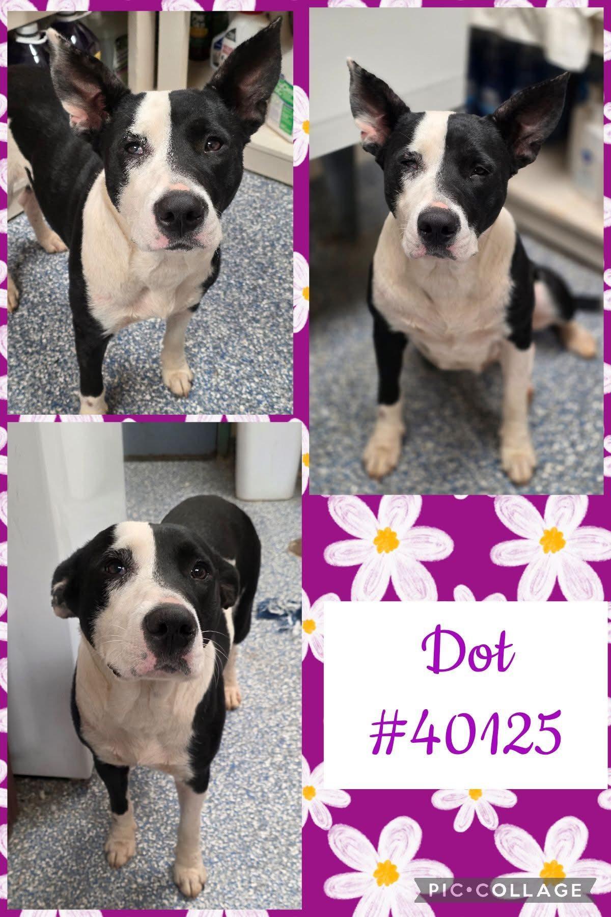 Dot, Adoptable, Adult Female Australian Cattle Dog / Blue Heeler & Pit Bull Terrier.