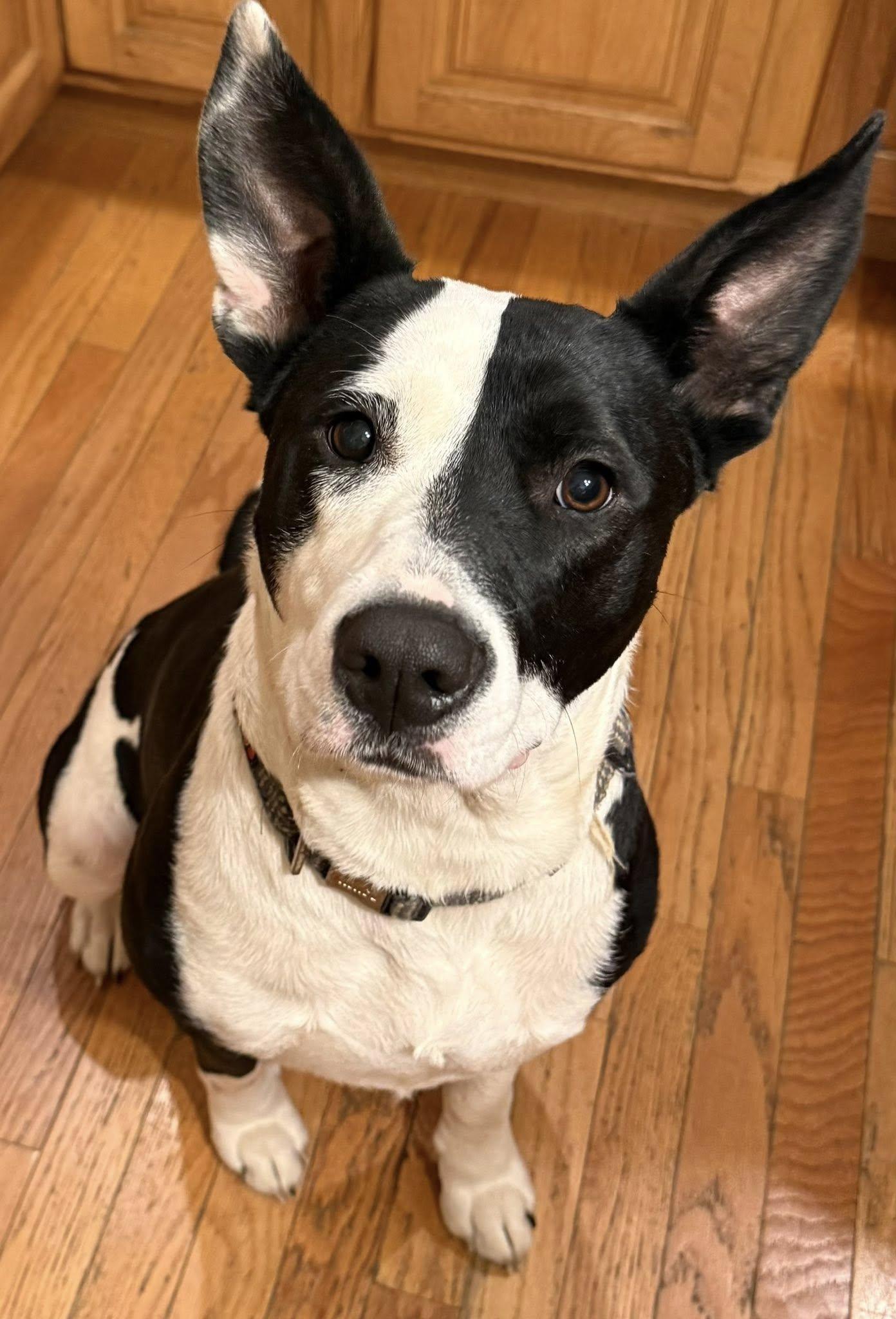 Enlarge Dot, a Adoptable mixed breed in Ossining, NY image 1/2